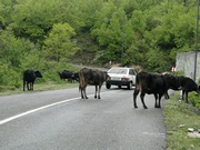 Święte krowy gruzińskie